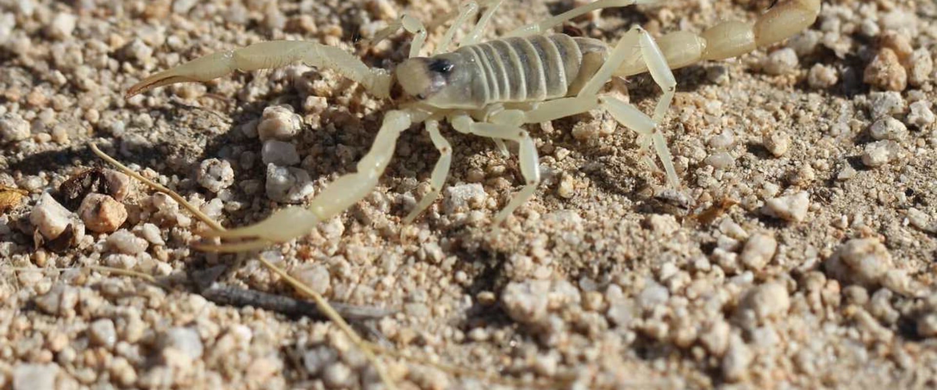 Why Scorpion Pest Control Services Are Essential For Residential General Contracting In Las Vegas, NV