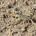 Why Scorpion Pest Control Services Are Essential For Residential General Contracting In Las Vegas, NV