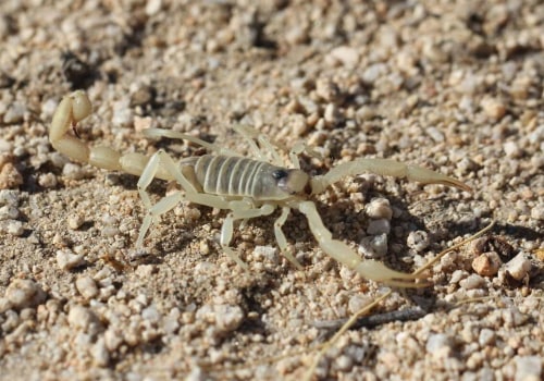 Why Scorpion Pest Control Services Are Essential For Residential General Contracting In Las Vegas, NV